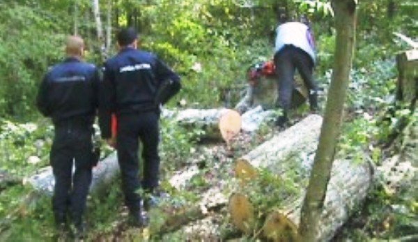 Hoți de lemne prinși în flagrant. Un bărbat şi o femeie depistați când tăiau lemne dintr-o pădure din județul Botoșani