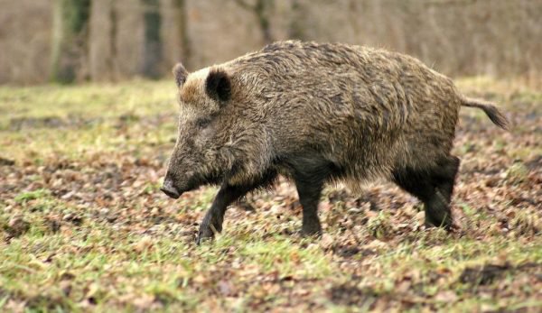 Dosar penal pentru un bărbat din Vlăsinești care a hăituit și ucis un porc mistreț cu ajutorul a patru câini