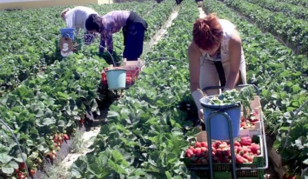 Locuri de muncă sezonieră în agricultură - Spania