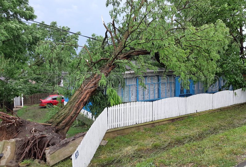 Vremea face din nou prăpăd în județul Botoșani. Drumuri blocate, copaci smulși din rădăcină, acoperișuri luate de vânt – FOTO