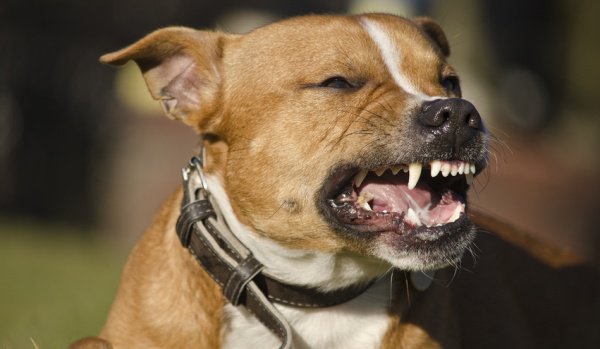 Tineri atacați de un câine agresiv într-un parc din Botoșani