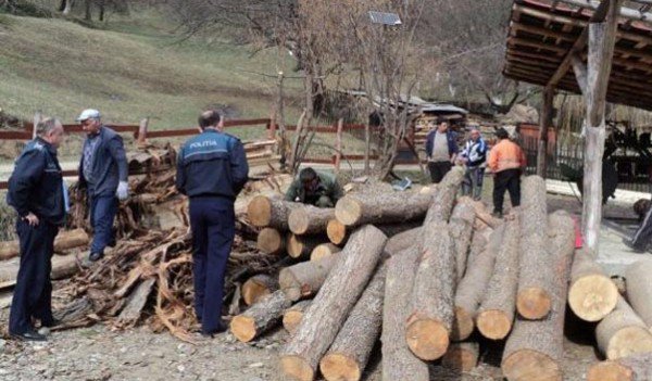 Lemn fără acte, confiscat de Poliția Botoșani. Administratorul unei societăți din Dîngeni a fost amendat