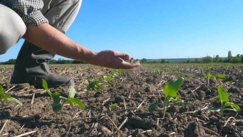A fost aprobată înființarea Comisiei pentru despăgubirea botoșănenilor afectați de secetă