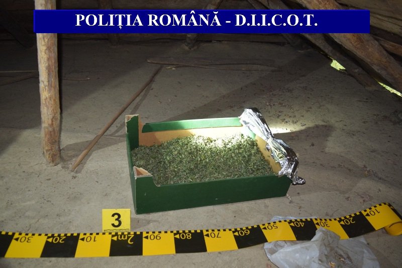 Un kilogram de cannabis, descoperit în urma unor percheziții în orașul Darabani - FOTO