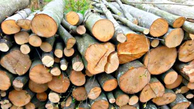 Transport ilegal de lemne! Un bărbat din Ibănești s-a ales cu amendă și materialul lemnos confiscat