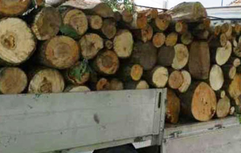 Patron amendat pentru activități ilegale cu material lemnos