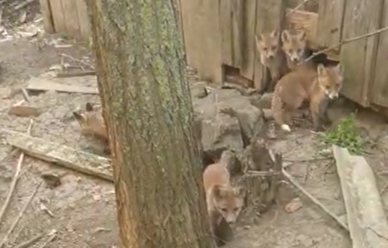 Misiune inedită pentru jandarmi: Casă părăsită invadată de vulpi - VIDEO