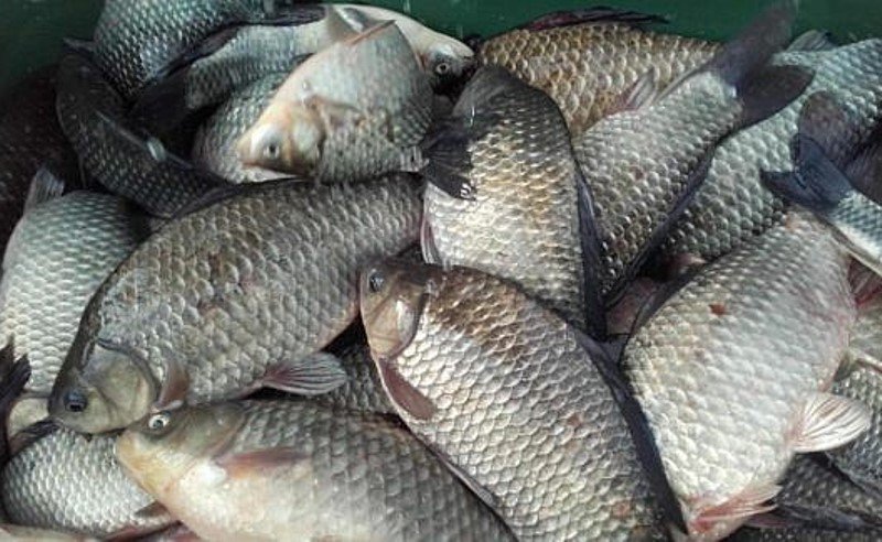 Aproape 80 de kilograme de pește confiscate de polițiști