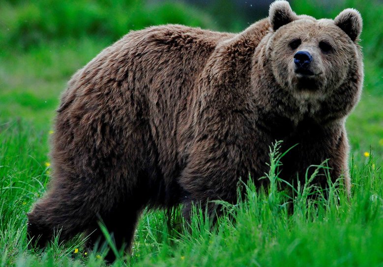 Guvernul a adoptat ordonanța de urgență care dă liber la împușcarea urșilor agresivi