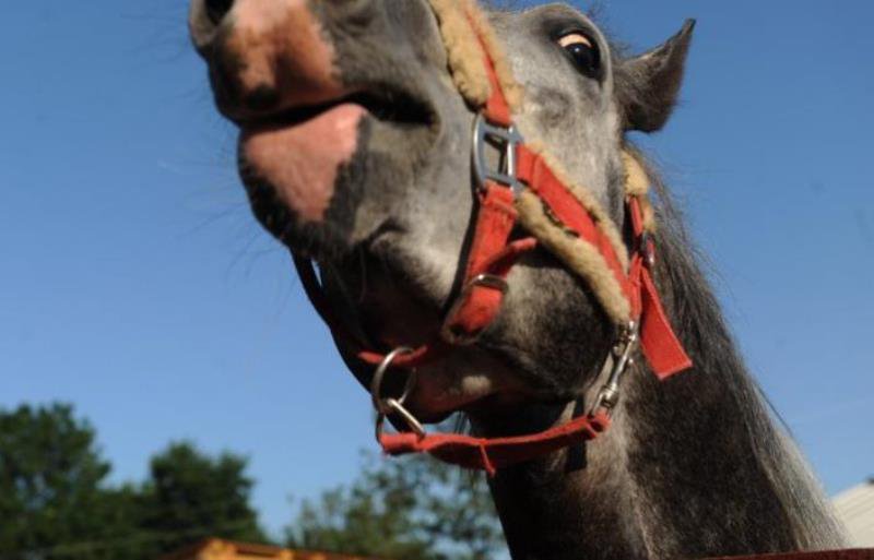 Fetiță de 10 ani, din județul Botoșani, ajunsă la spital după ce a fost mușcată de un cal