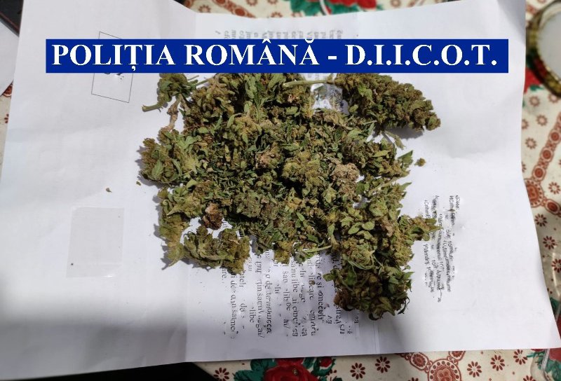 Botoșănean arestat preventiv pentru trafic de droguri de risc. Cultiva cannabis în grădina locuinței- FOTO