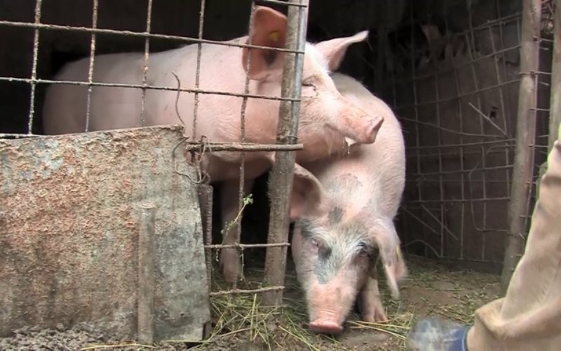 Măsuri sanitare veterinare privind circulația și sacrificarea porcinelor