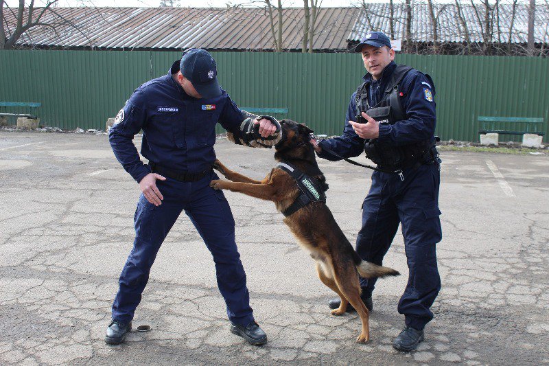 Ești atacat de un câine agresiv și nu știi ce să faci? „O altfel de zi la Jandarmeria Botoșani” - FOTO