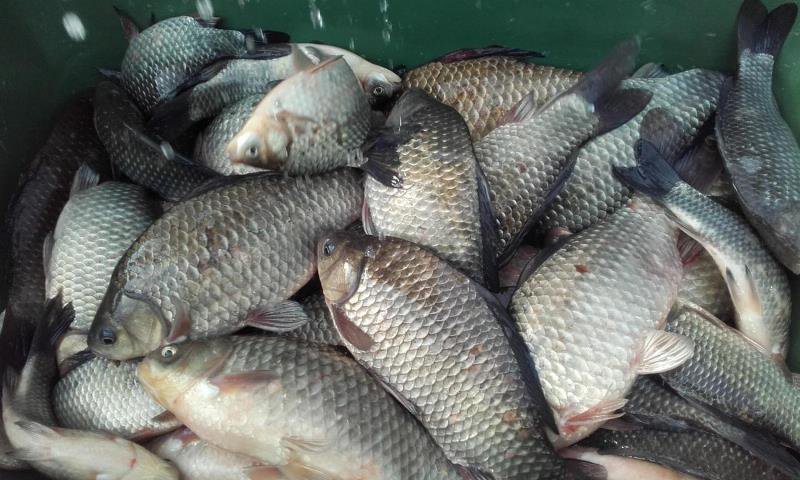Braconieri prinşi de poliţiști! Peste 25 de kilograme de pește viu eliberat în mediul natural