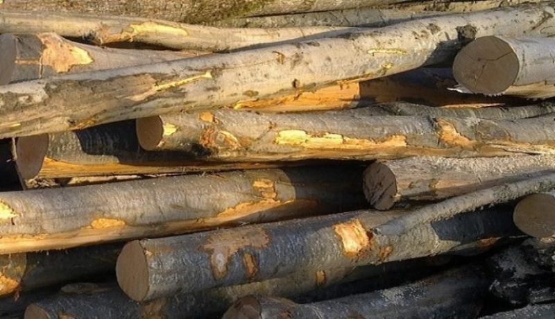 Sancțiune de 4.000 de lei și aproape 7 metri cubi de material lemnos confiscat de polițiștii botoșăneni