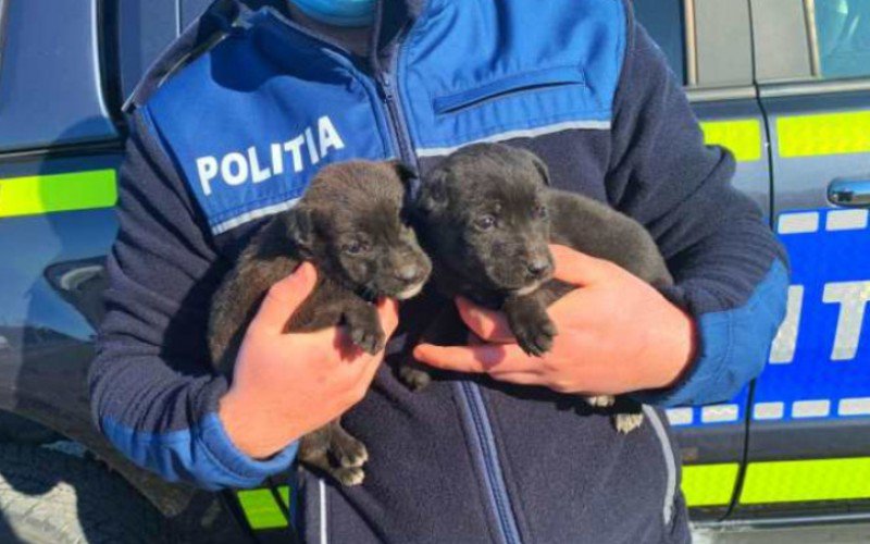 Tânăr amendat cu 5.000 de lei după ce a abandonat doi pui de câine la o ghenă din Botoșani