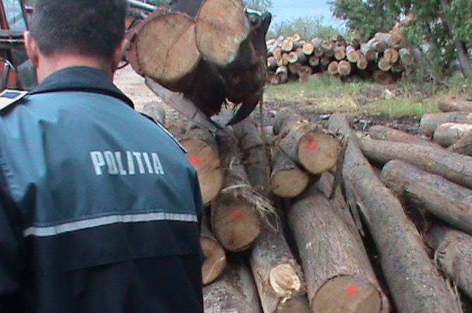 Material lemnos confiscat la Ștefănești de polițiști