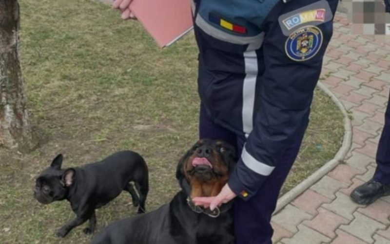 Poliția animalelor, în patrulare pe străzile județului! Zeci de câini verificați, 17 amenzi date proprietarilor