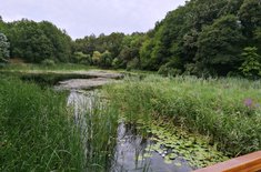 poze-lacul-cu-nuferi3_20170728.jpg