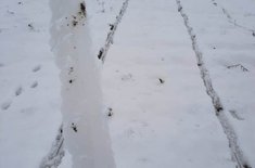 gheata-retele_20210209.jpeg