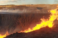 incendiu-vegetatie-2_20220219.jpeg