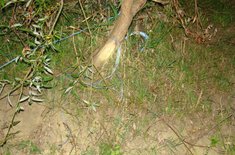 contrabanda-cu-tigari-05_20160617.JPG