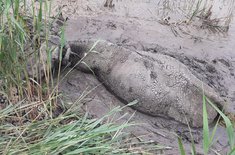 bovina-salvata_001_20250611.jpg