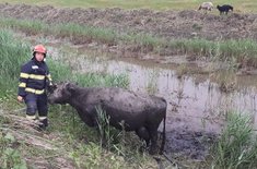 bovina-salvata_002_20250611.jpg
