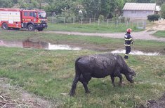 bovina-salvata_004_20250611.jpg