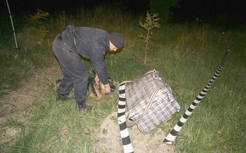 Trei persoane reținute pentru contrabandă …