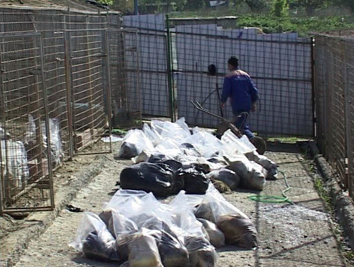 Masacru la padocul municipalităţii: Peste 200 de câini comunitari ucişi