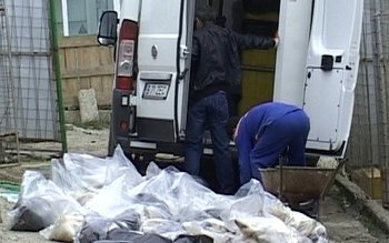 Câinii omorâţi la Botoşani sufereau …