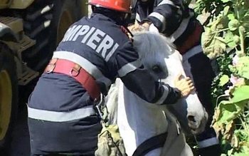 Cal salvat de pompieri dintr-un …