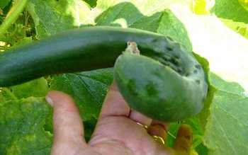 Care sunt simptomele infectării cu …