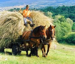 Dacă te muți la țară, …
