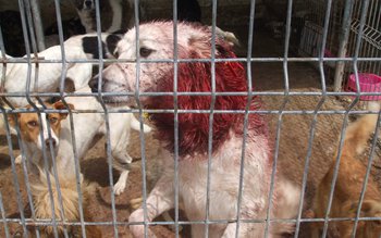 Reprezentanţii ADOR acuză condiţiile în …