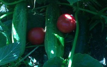 Cultivatorii români de castraveţi şi …