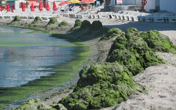 Marea Neagră, plină de alge