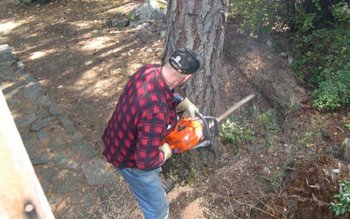 Austria caută tăietori de lemne. …