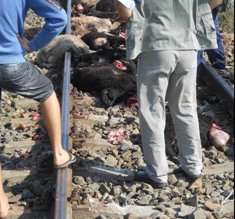 Imagini șocante: Trenul Iaşi-Dorohoi a …