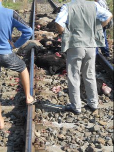 Imagini șocante: Trenul Iaşi-Dorohoi a deraiat, după ce a intrat în plin într-o turmă de oi