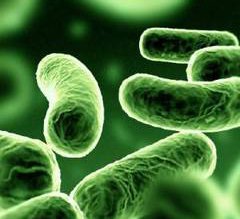 Spălatul fructelor şi legumelor nu …