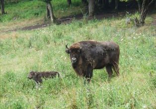 Un zimbru a fost vazut …