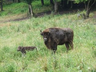 Un zimbru a fost vazut intr-o padure din Suceava