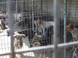 Direcţia Servicii Publice, Sport şi …