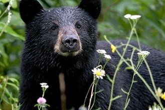 O femeie a lovit un …