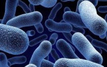 O bacterie distruge cancerul fără …