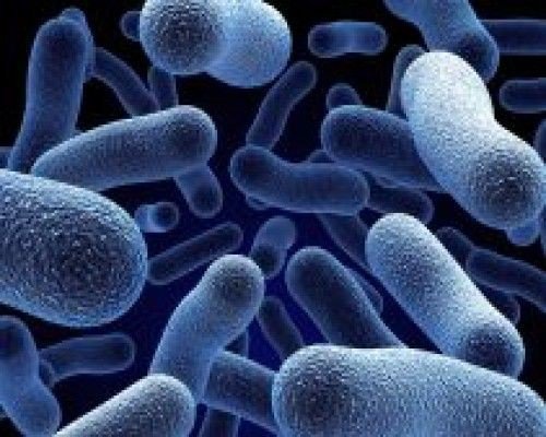 O bacterie distruge cancerul fără operaţie