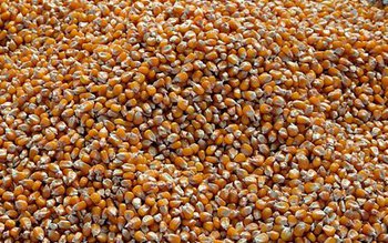 Peste 44 tone de porumb …