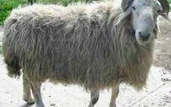 Târgul INDAGRA de la Bucureşti: …